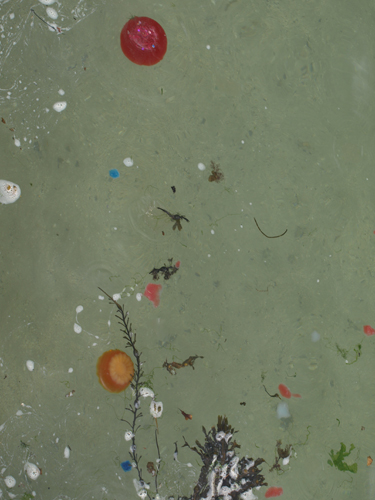  photograph - jelly and seaweed in the sea - Sea Change project, Sea Change - Patricia McKenna - 2008