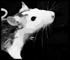 Antagonism and Relational Aesthetics thumbnail